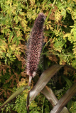 Panicum miliaceum 'Purple Majesty' RCP10-09 069.jpg